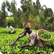 Agrodott Dottcapital Agriculture Development Farming Industrial